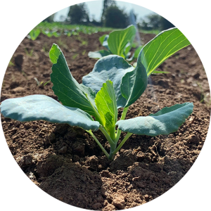 seedling seedling