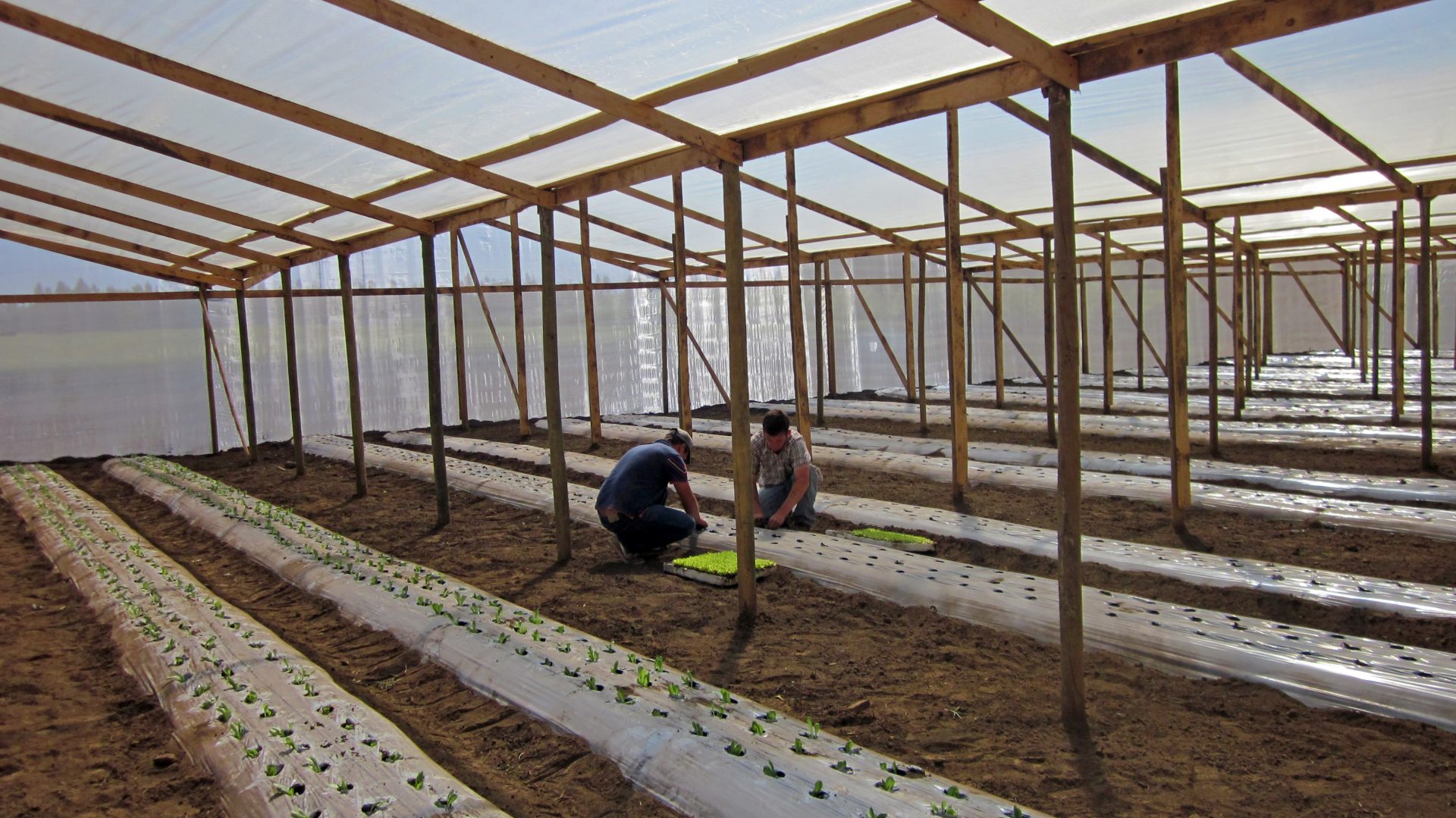 Plantacion de Lechuga
