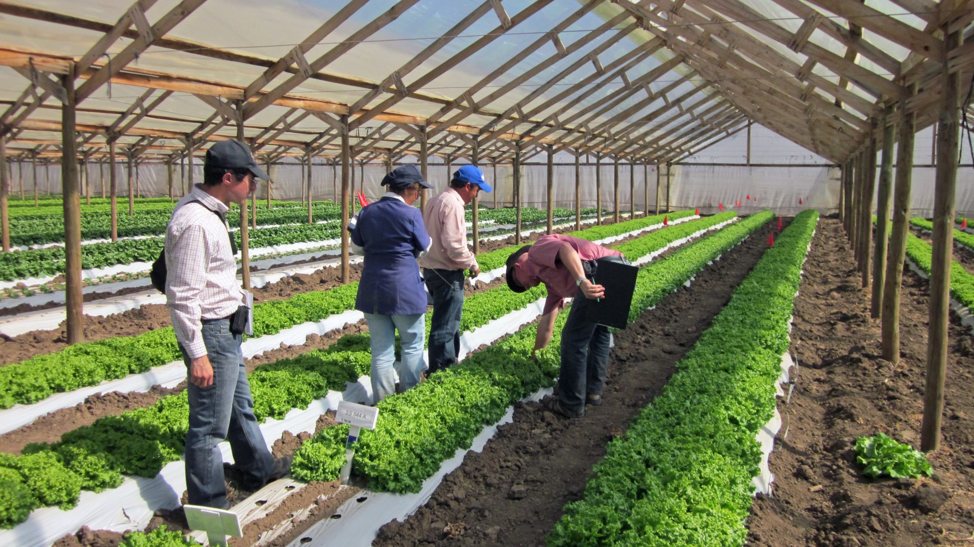 Produccion de Lechugas MI
