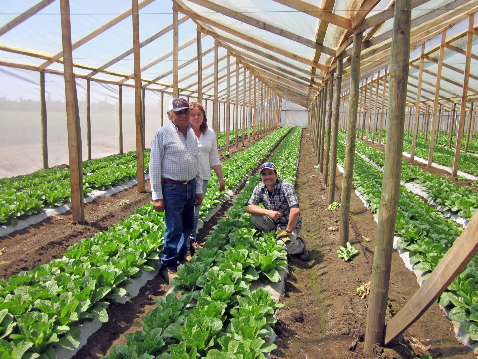 lettuce in the greenhouse