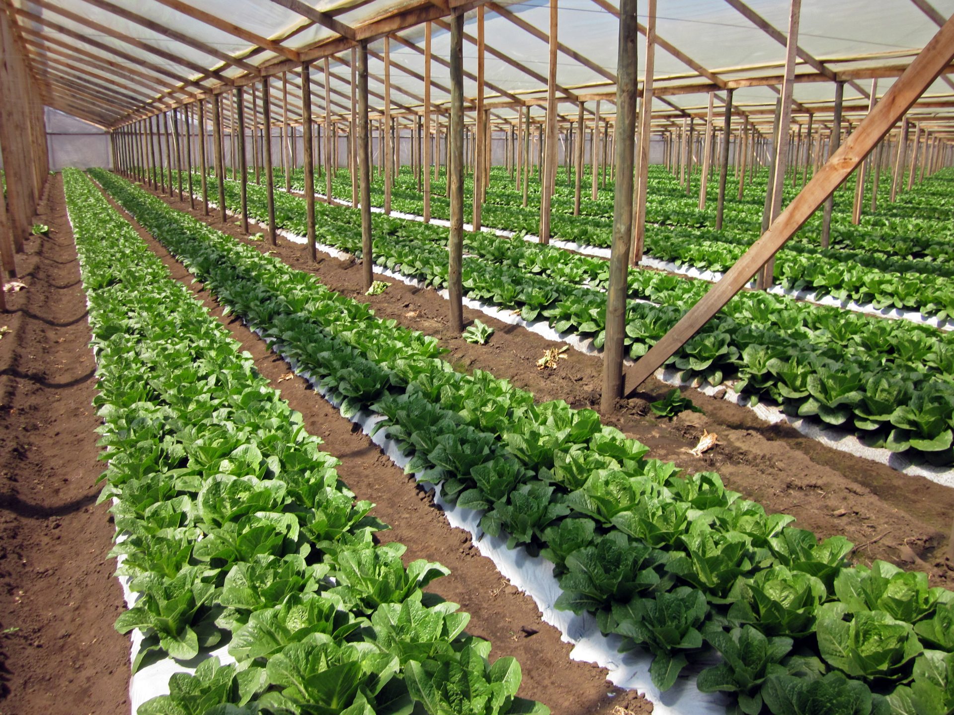 lettuce in the greenhouse