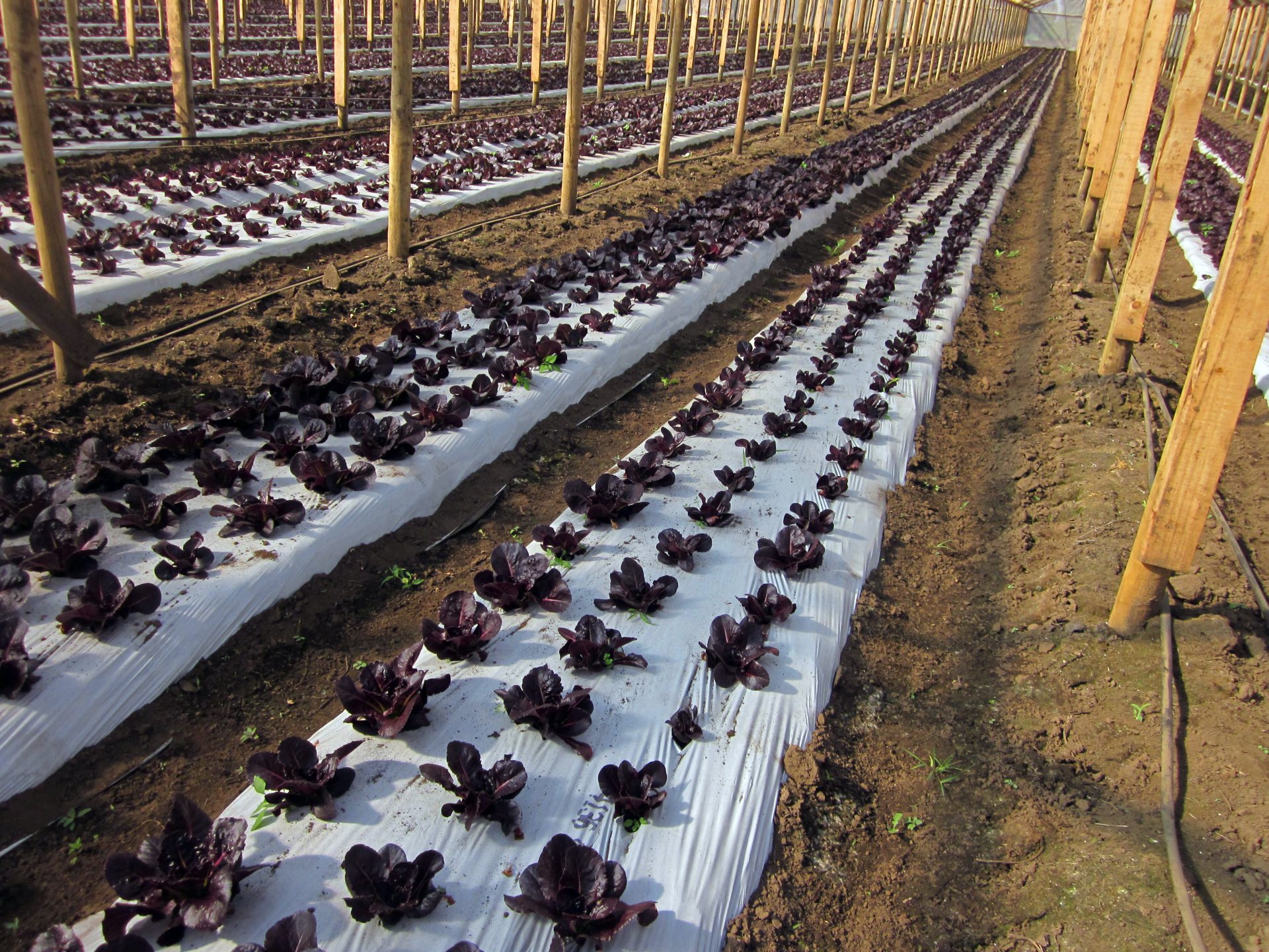 lettuce seedlings