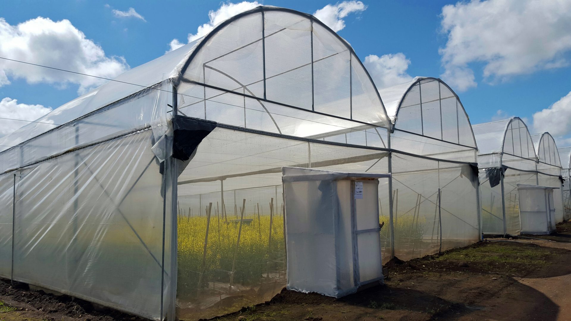 Invernaderos San Carlos