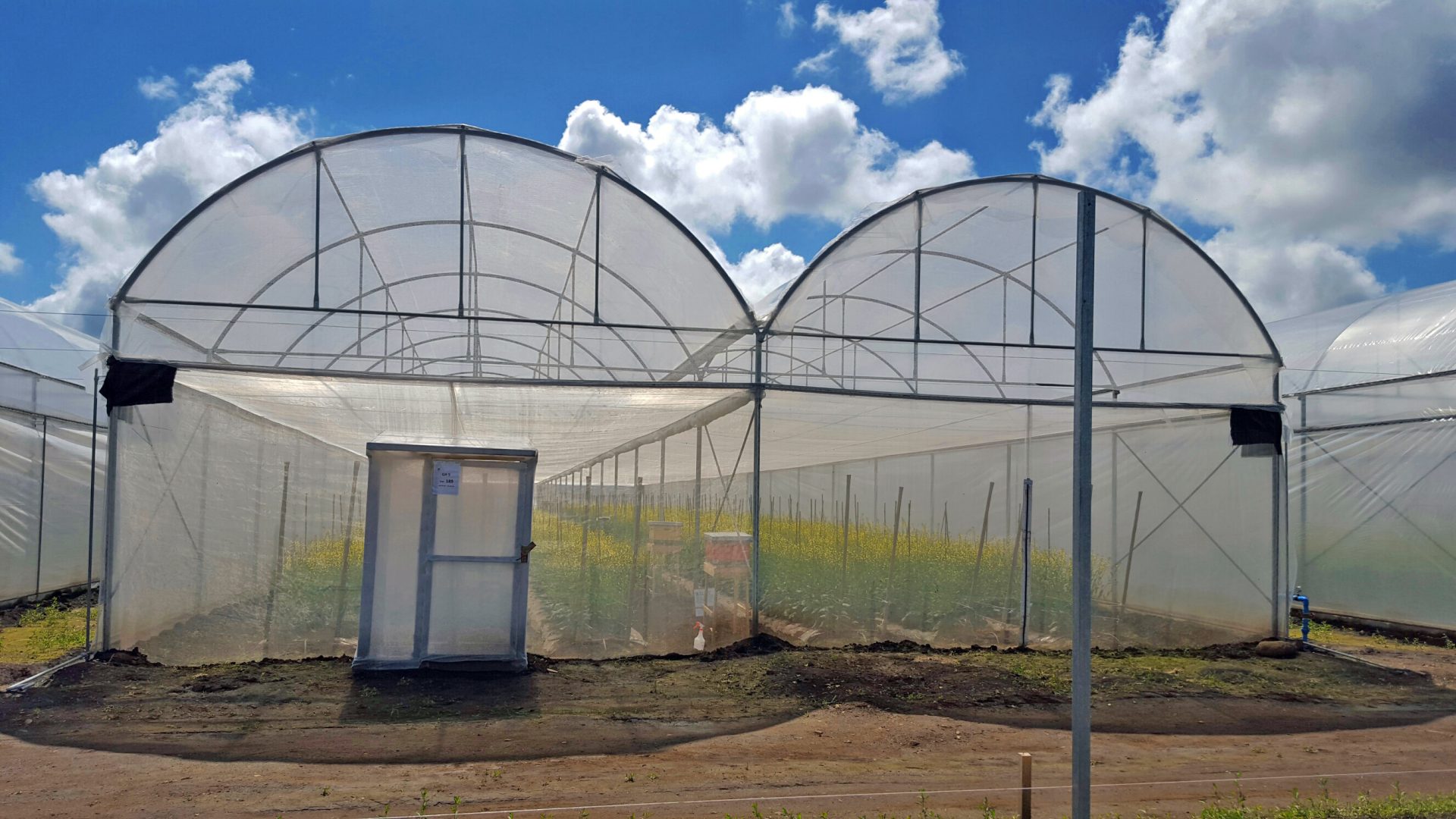 Invernaderos San Carlos