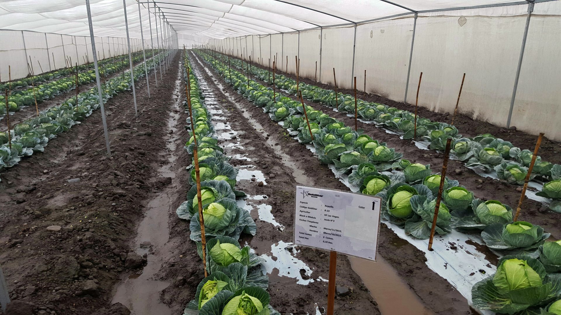 Parentales de Repollo bajo jaula