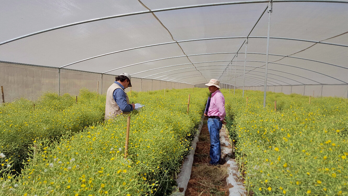 Brassicaceae flowering