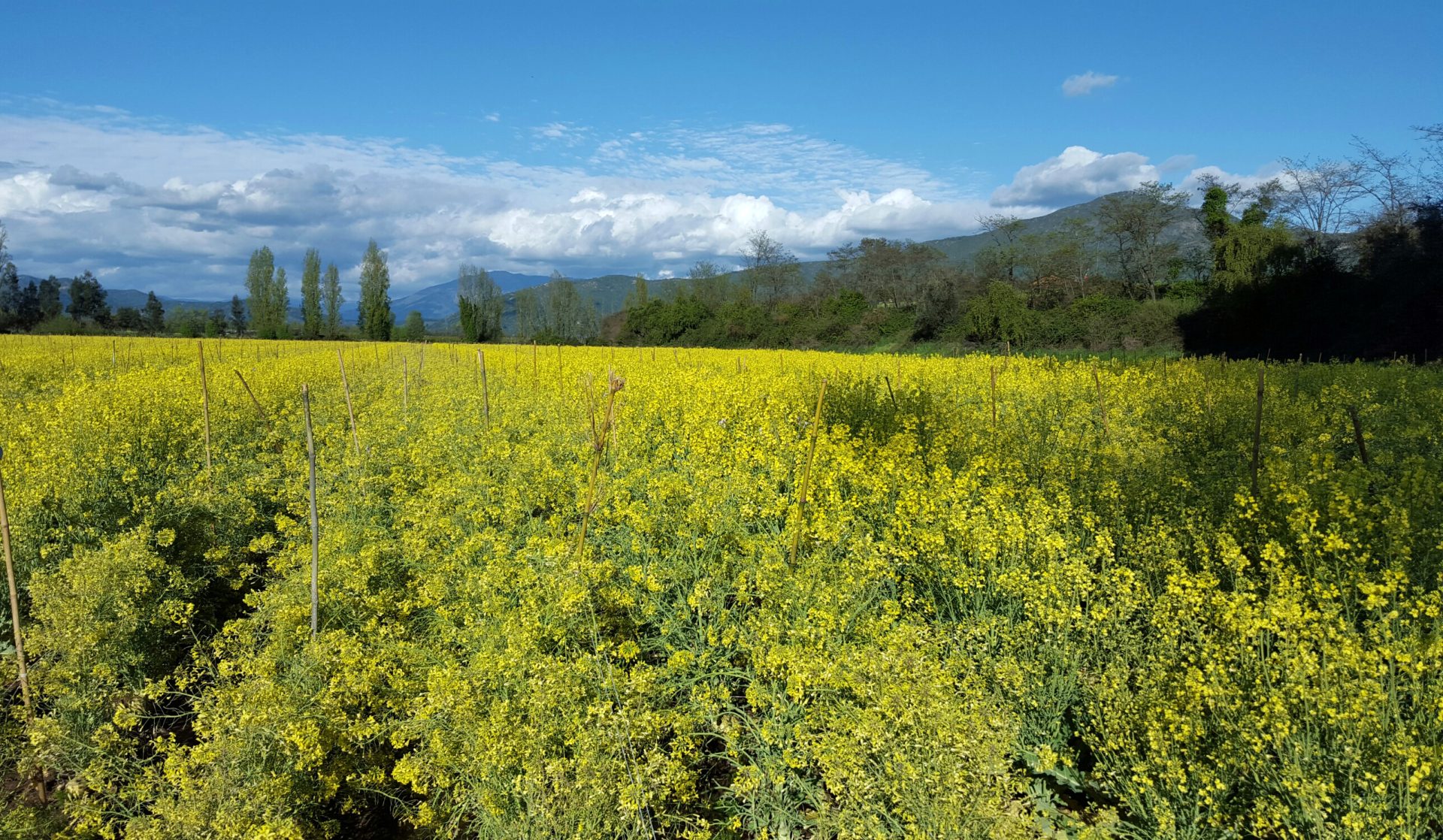 Floracion de repollos en Talca