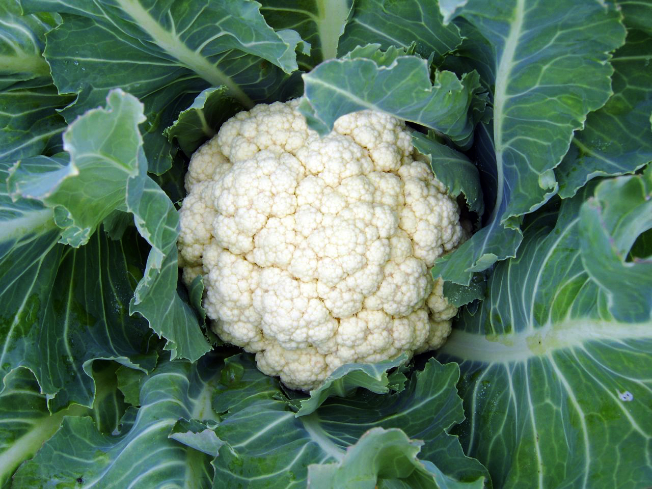 cauliflower