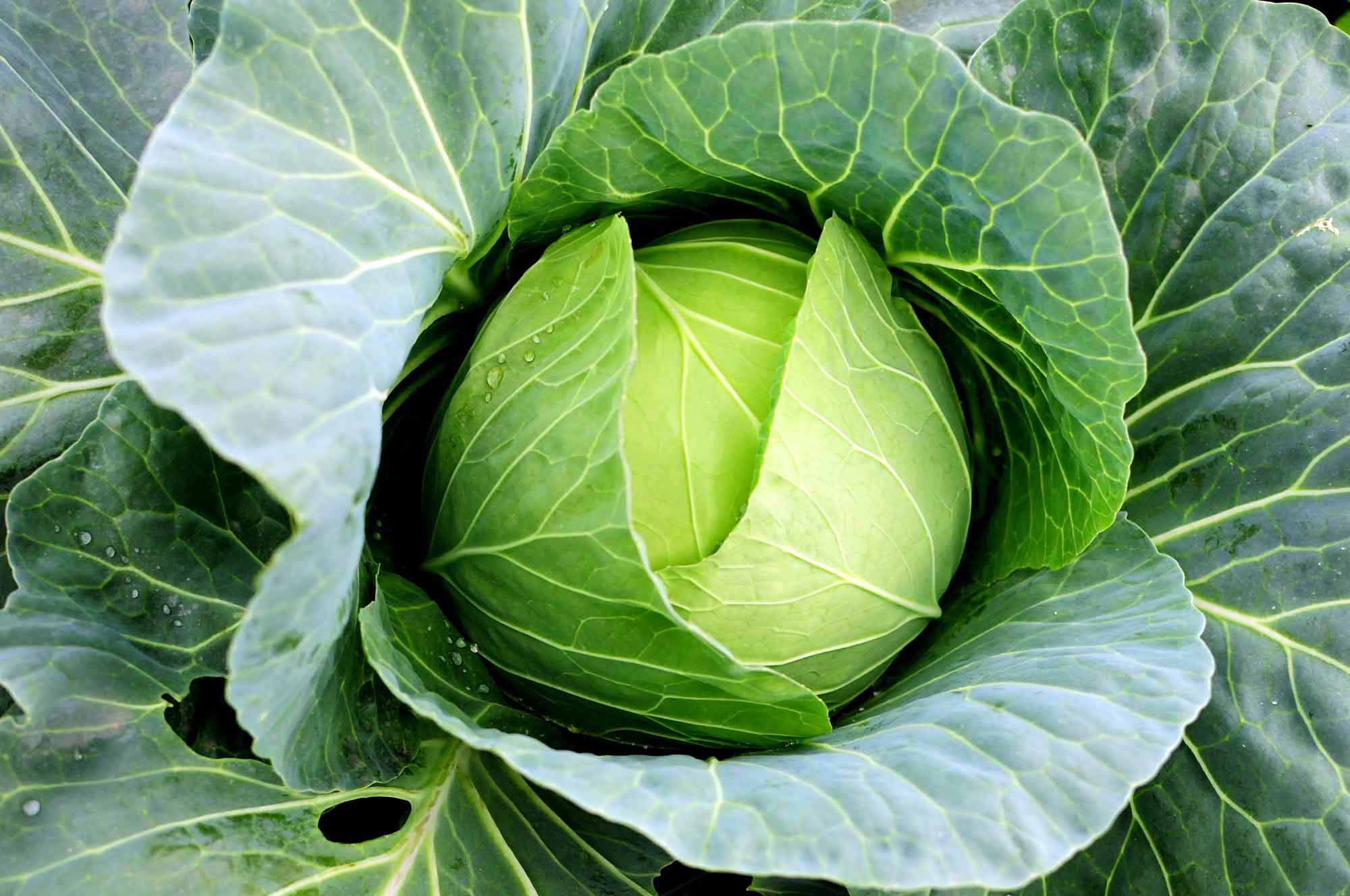 cabbage
