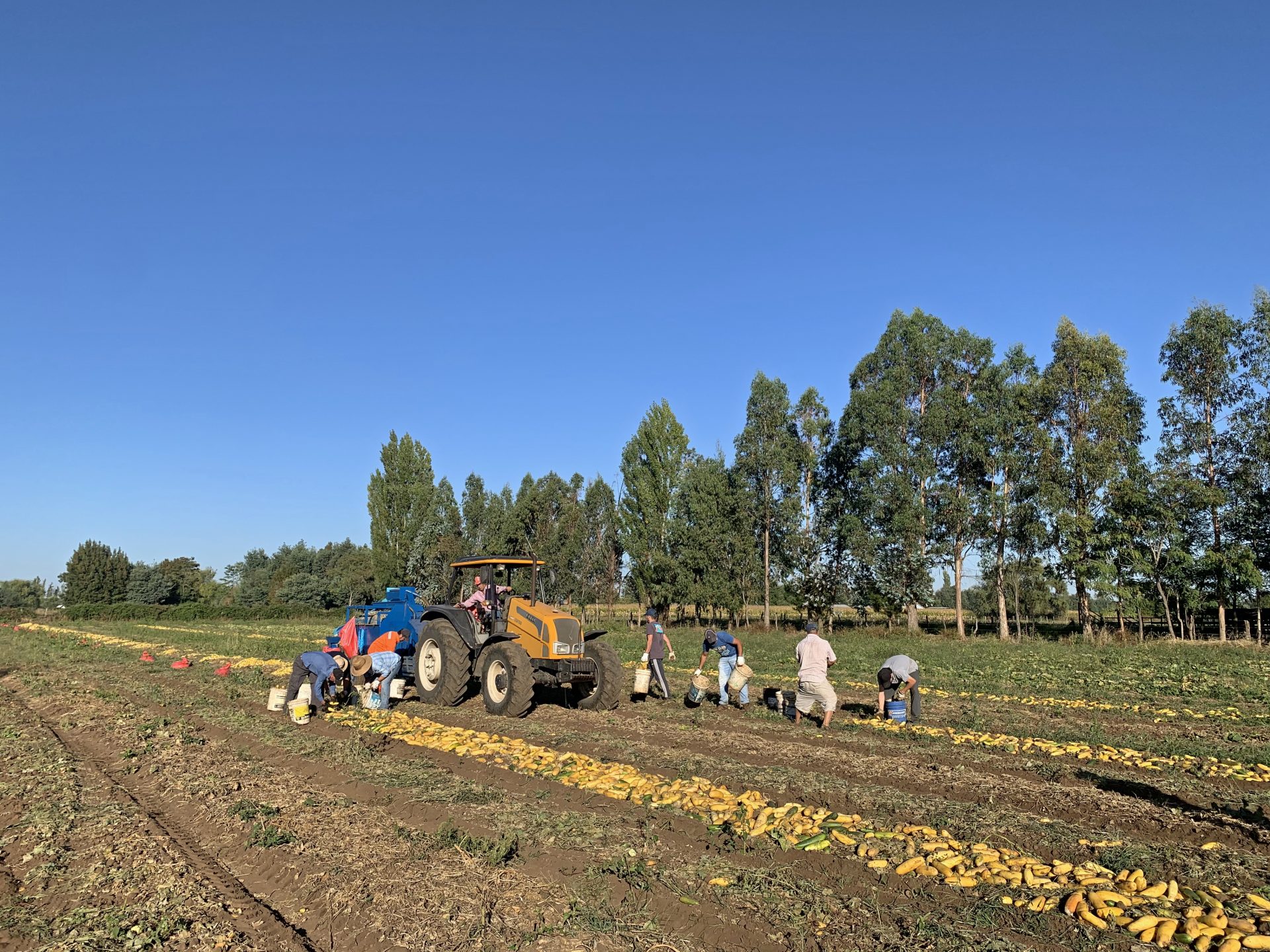 working in the field