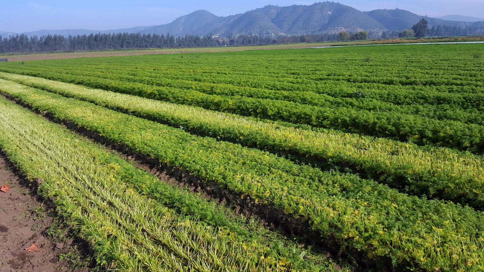 beautiful field of vegetables