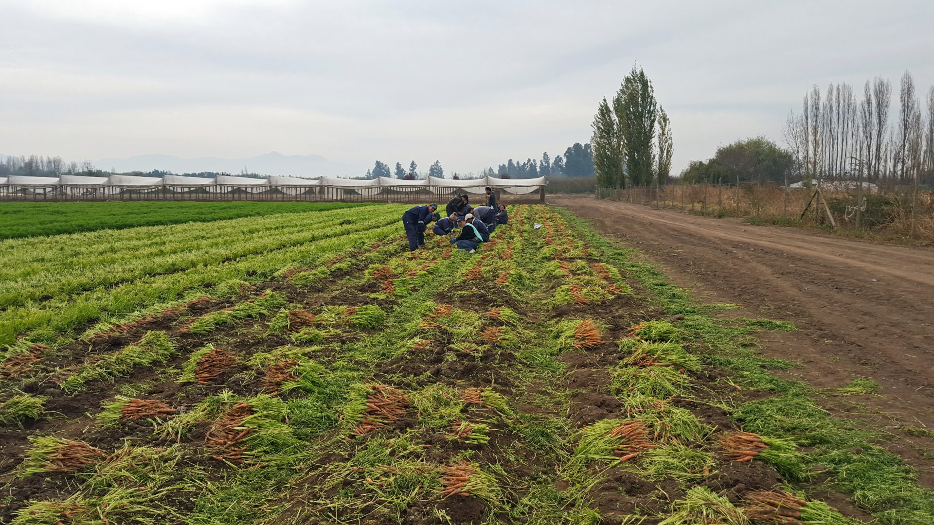 harvested carrots