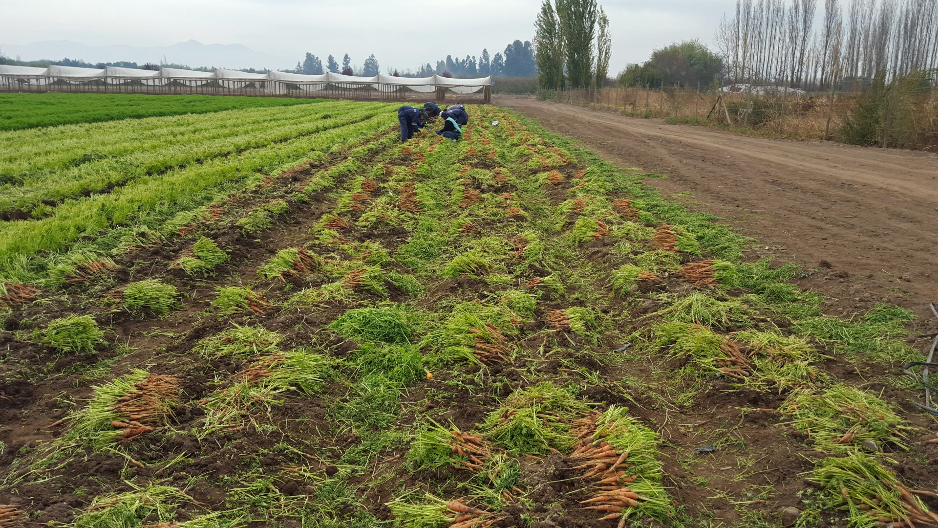 harvested carrots